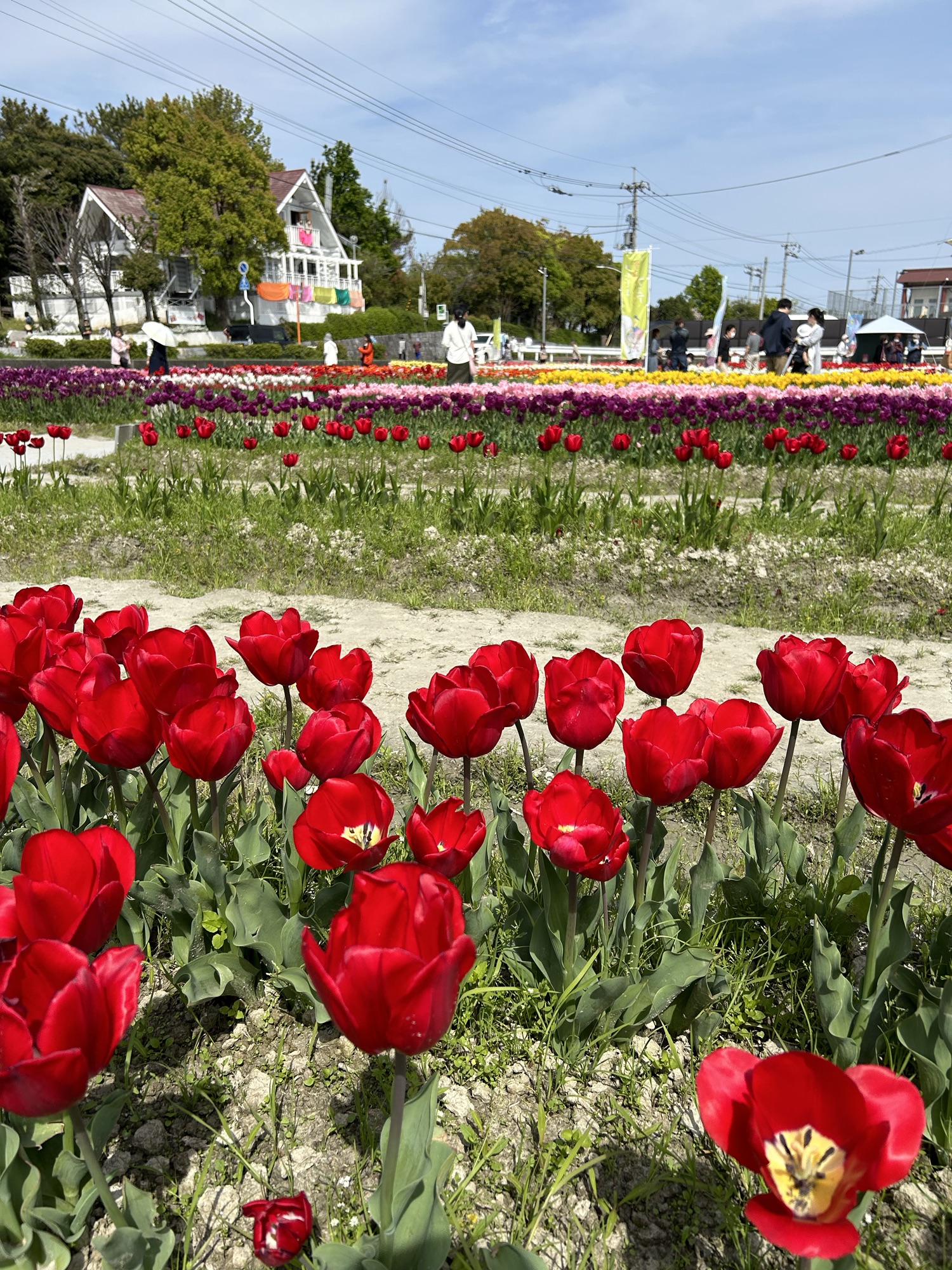 北島チューリップ公園🌷