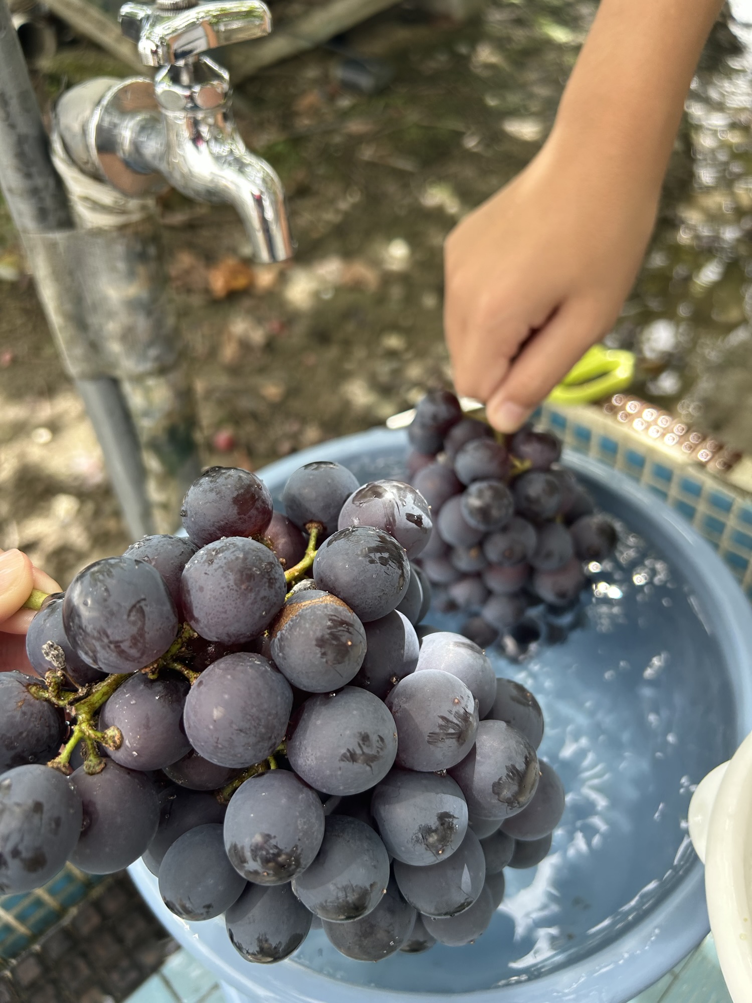 秋の味覚狩り体験