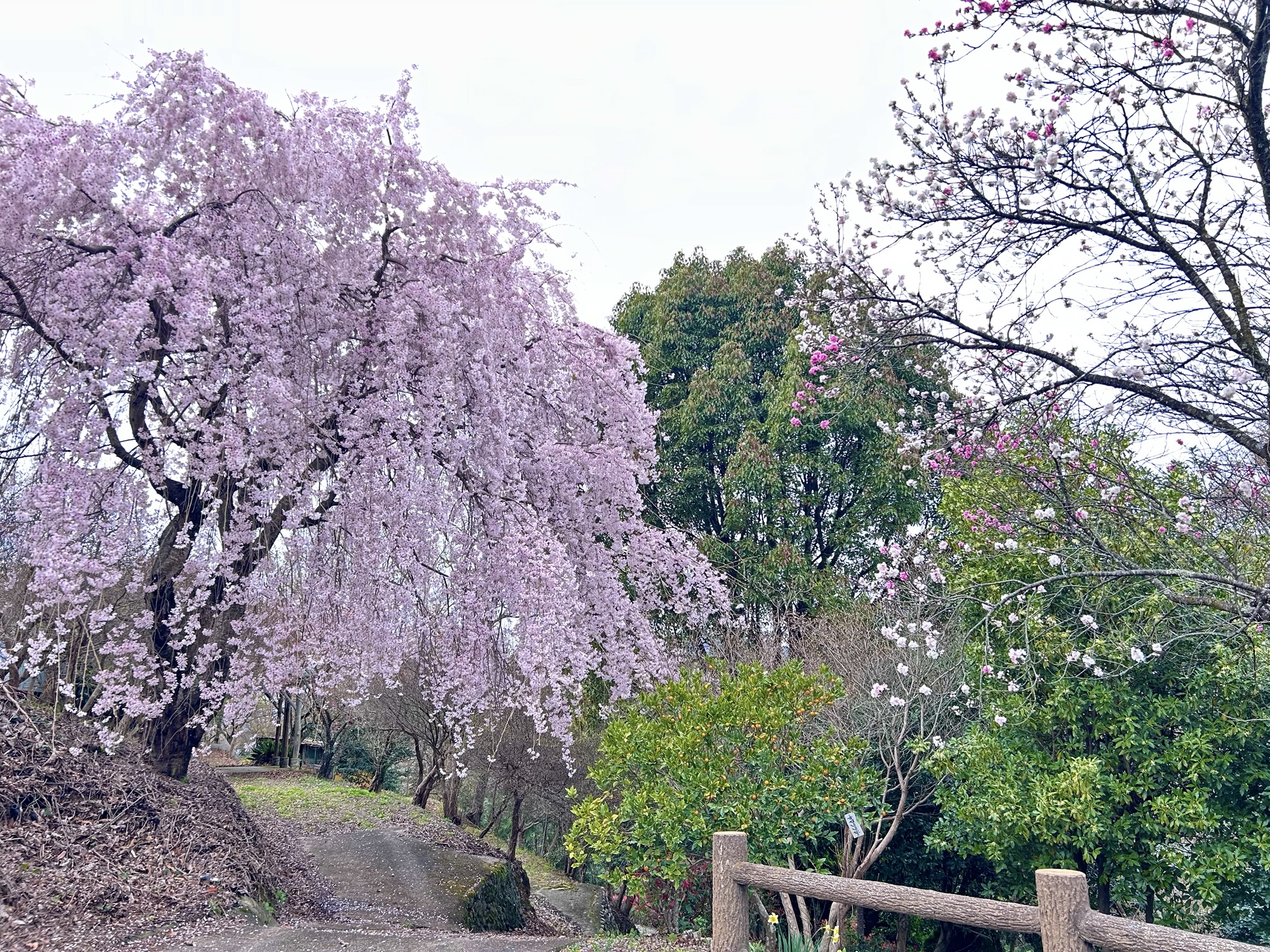 春休み